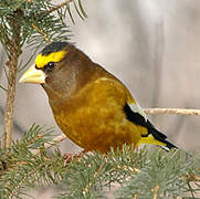 Evening Grosbeak