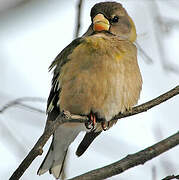 Evening Grosbeak