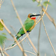 White-fronted Bee-eater