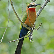 White-fronted Bee-eater