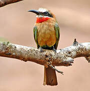 White-fronted Bee-eater