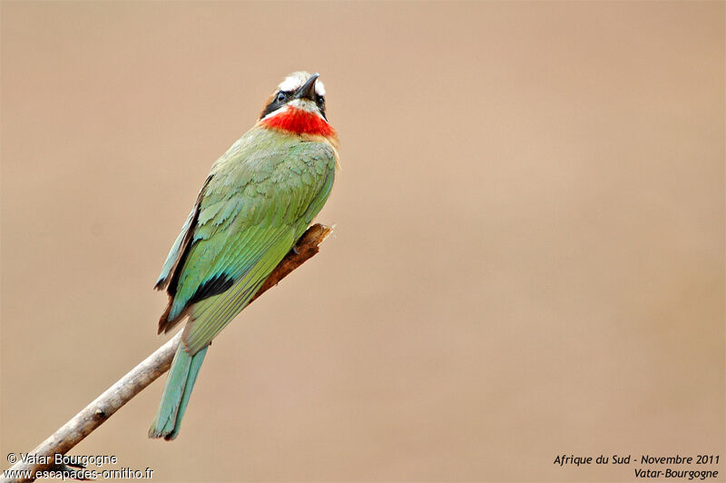 White-fronted Bee-eater