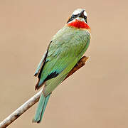 White-fronted Bee-eater