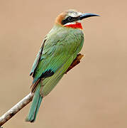 White-fronted Bee-eater