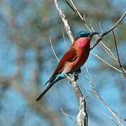 Southern Carmine Bee-eater