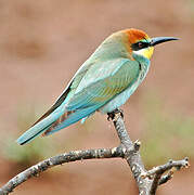 European Bee-eater