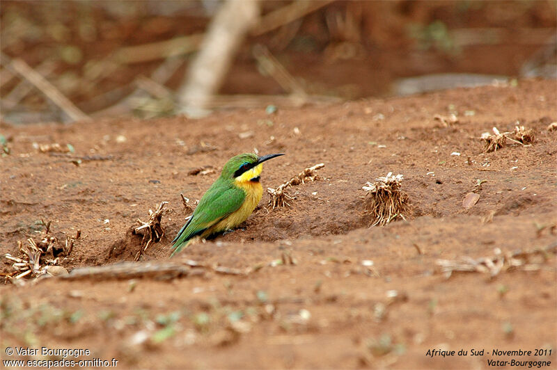 Little Bee-eater