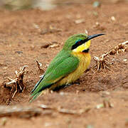 Little Bee-eater