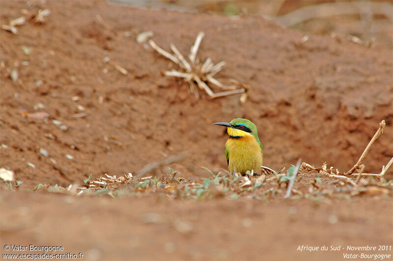 Little Bee-eater