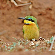 Little Bee-eater