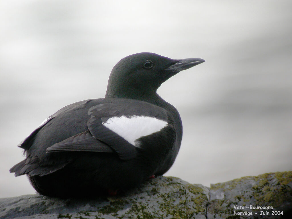 Guillemot à miroir