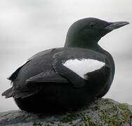 Black Guillemot