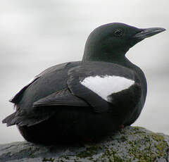 Guillemot à miroir