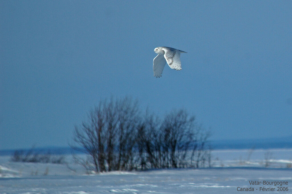 Harfang des neiges