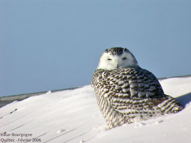 Harfang des neiges femelle immature