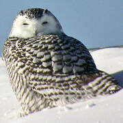 Snowy Owl