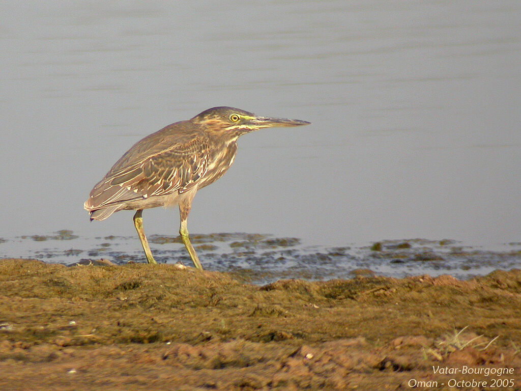 Striated Heron