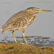 Striated Heron