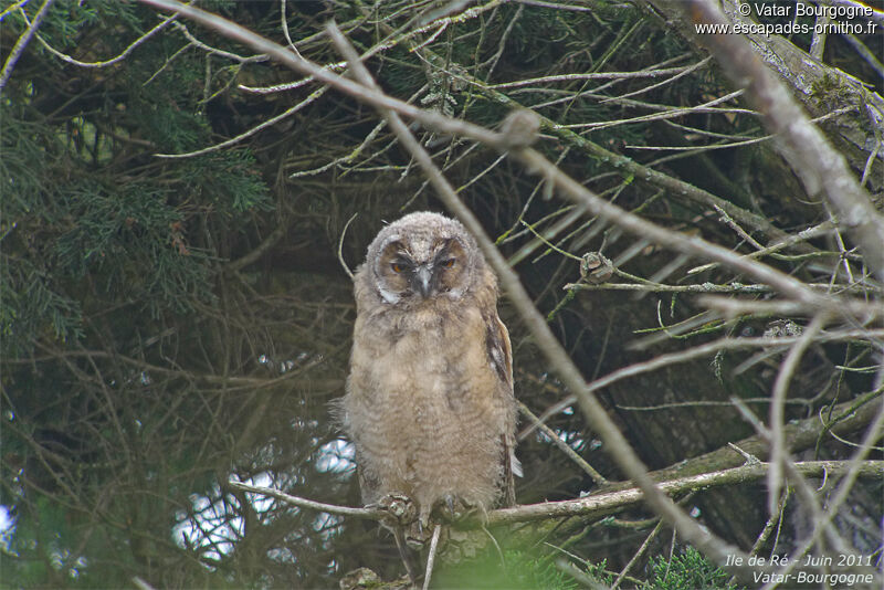 Long-eared OwlFirst year