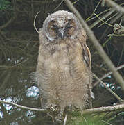 Long-eared Owl