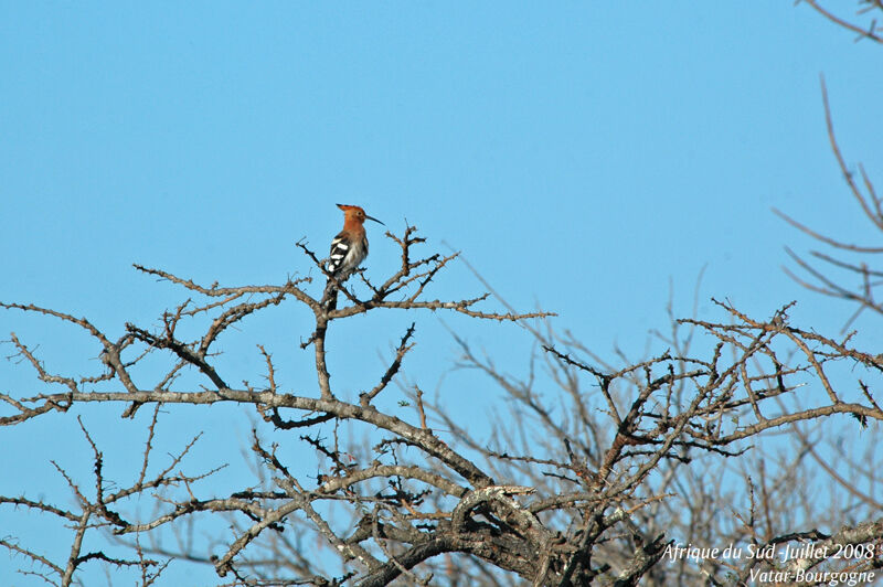 African Hoopoe