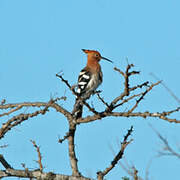 African Hoopoe