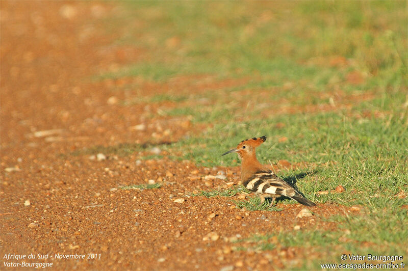 African Hoopoe