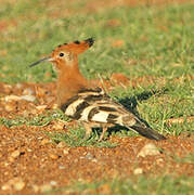 African Hoopoe