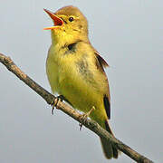 Melodious Warbler