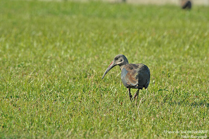 Ibis hagedash