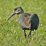 Hadada Ibis