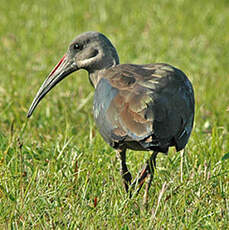 Ibis hagedash
