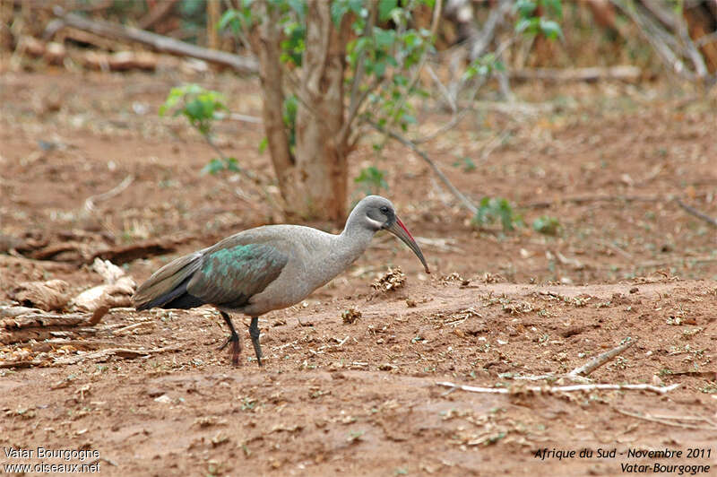 Ibis hagedashadulte, identification