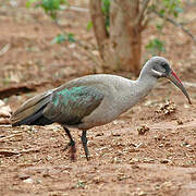 Hadada Ibis