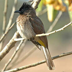 Bulbul tricolore