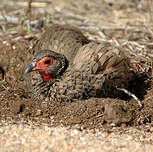 Francolin de Swainson