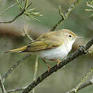Pouillot de Bonelli