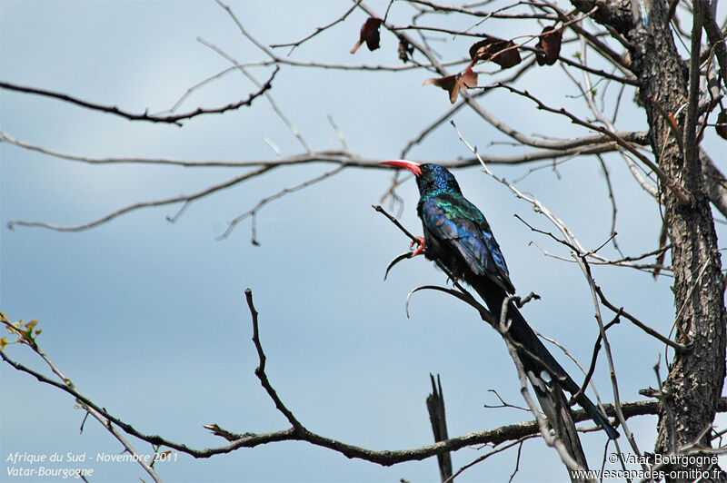 Green Wood Hoopoe