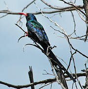 Green Wood Hoopoe