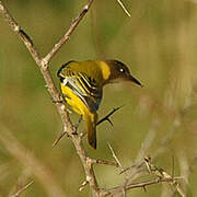 Black-headed Oriole