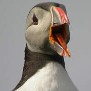 Atlantic Puffin