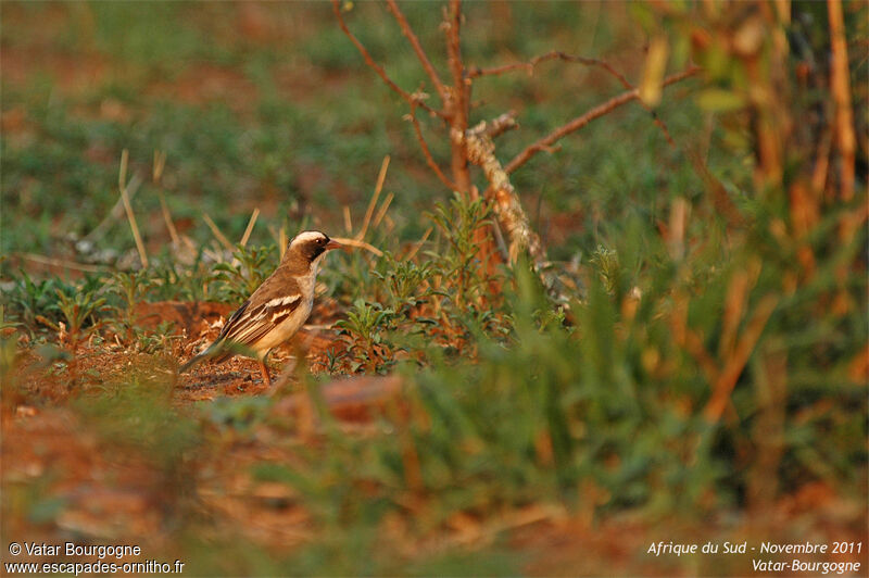 White-browed Sparrow-Weaver