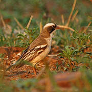 White-browed Sparrow-Weaver