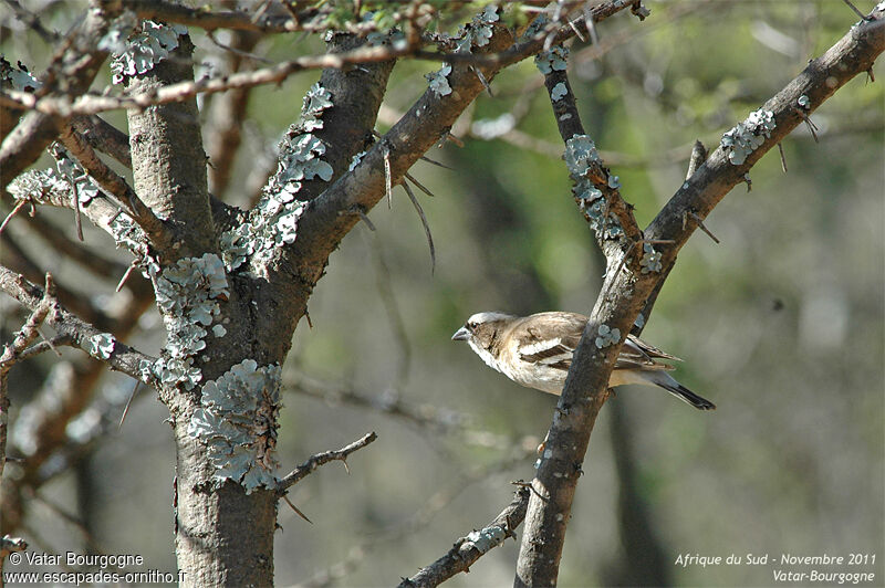 White-browed Sparrow-Weaver