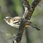 White-browed Sparrow-Weaver