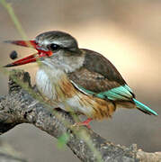 Brown-hooded Kingfisher