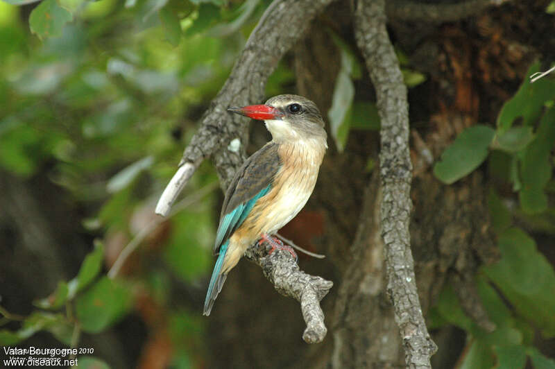 Martin-chasseur à tête brune femelle adulte, identification