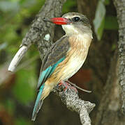 Brown-hooded Kingfisher