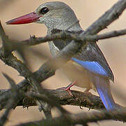 Grey-headed Kingfisher