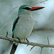 Woodland Kingfisher